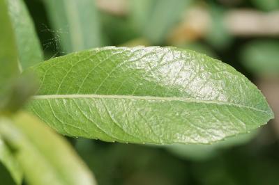 <i>Salix purpurea</i>