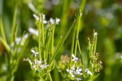 <i>Scandix pecten-veneris</i>