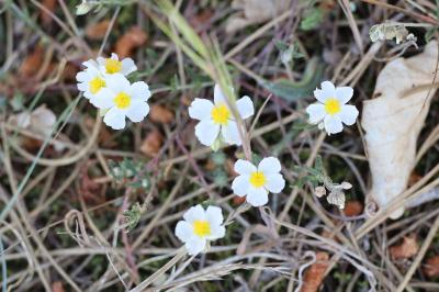 <i>Helianthemum apenninum</i>