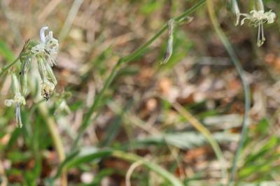 <i>Silene nutans</i>