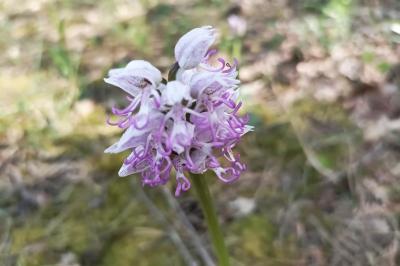 <i>Orchis simia</i>