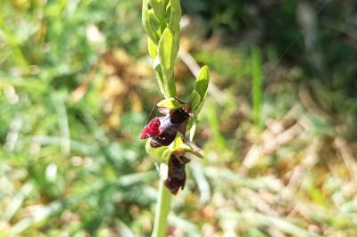 <i>Ophrys insectifera</i>
