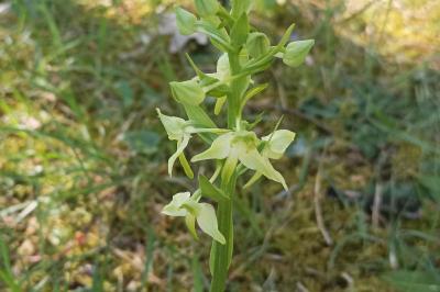 <i>Platanthera chlorantha</i>