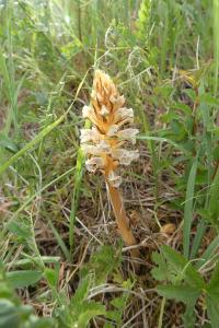 <i>Orobanche minor</i>