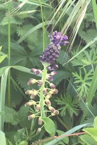<i>Muscari comosum</i>