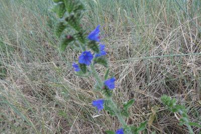 <i>Echium vulgare</i>