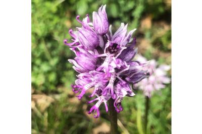 <i>Orchis simia</i>