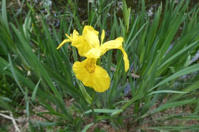 <i>Iris pseudacorus</i>