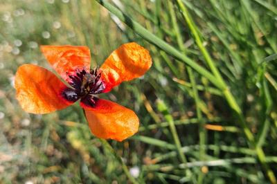 <i>Roemeria argemone</i>