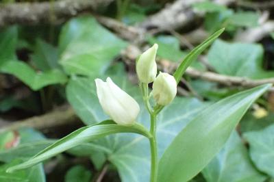 <i>Cephalanthera damasonium</i>