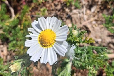 <i>Cladanthus mixtus</i>