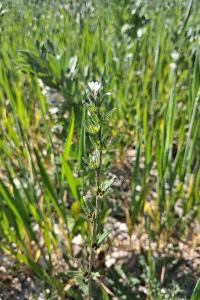 <i>Buglossoides arvensis</i>