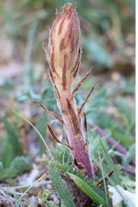 <i>Orobanche minor</i>