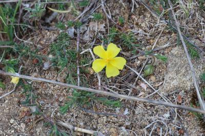 <i>Fumana procumbens</i>