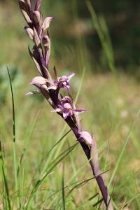 <i>Limodorum abortivum</i>