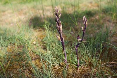 <i>Limodorum abortivum</i>