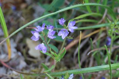 <i>Veronica orsiniana</i>