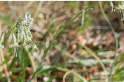 <i>Silene nutans</i>
