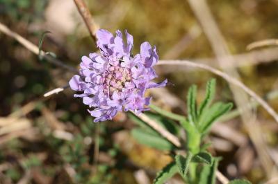 <i>Scabiosa columbaria</i>