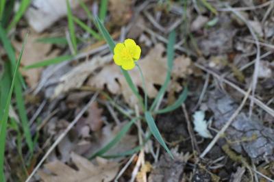 <i>Ranunculus gramineus</i>