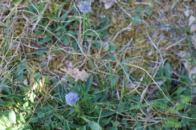 <i>Globularia bisnagarica</i>