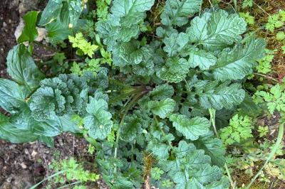 <i>Jacobaea vulgaris</i>