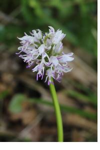 <i>Orchis simia</i>