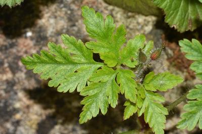 <i>Geranium robertianum</i>