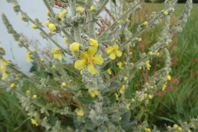 <i>Verbascum thapsus</i>