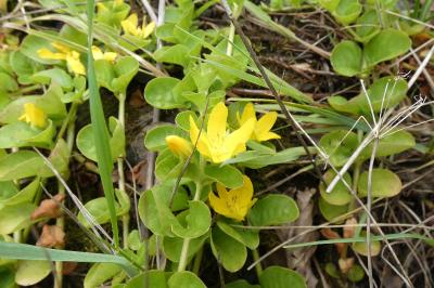 <i>Lysimachia nummularia</i>