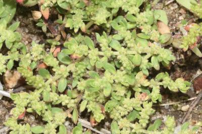 Herniaria hirsuta