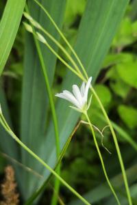 Stellaria palustris