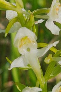 <i>Platanthera chlorantha</i>