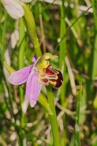 <i>Ophrys apifera</i>