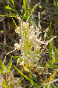 <i>Himantoglossum hircinum</i>