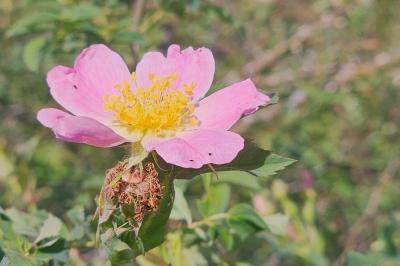 <i>Rosa</i>