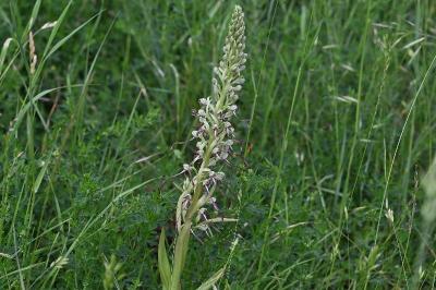 <i>Himantoglossum hircinum</i>