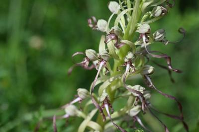 <i>Himantoglossum hircinum</i>
