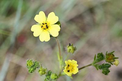 <i>Potentilla recta</i>