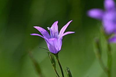 <i>Campanula rapunculus</i>