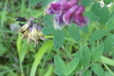 <i>Lathyrus niger</i>