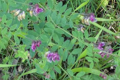 <i>Lathyrus niger</i>