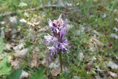 <i>Orchis simia</i>