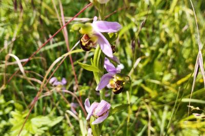 <i>Ophrys apifera</i>