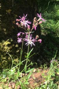 <i>Lychnis flos-cuculi</i>