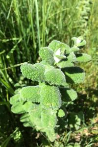 <i>Mentha suaveolens</i>