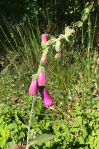 <i>Digitalis purpurea</i>