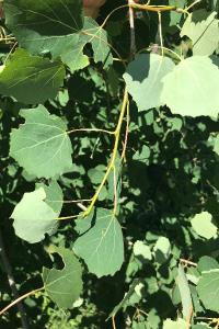 <i>Populus tremula</i>
