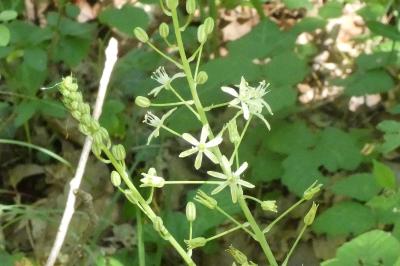 <i>Loncomelos pyrenaicus</i>