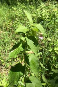 <i>Melittis melissophyllum</i>